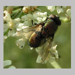 Musca autumnalis - Herbstfliege 01.jpg